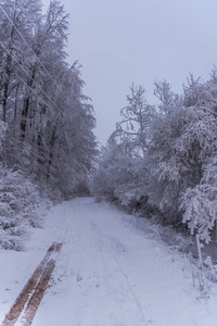 雾蒙蒙的森林里满是白雪覆盖的树木和轮胎痕迹