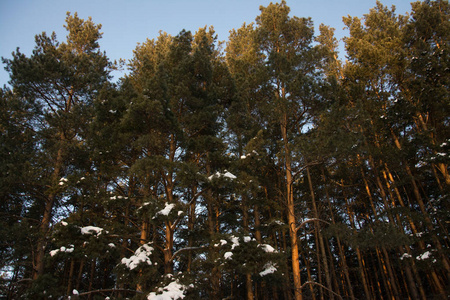 俄罗斯西伯利亚大自然冬季霜冻寒冷的乡村森林泰加雪路家园安静的桥河冰岸冬季景观傍晚反射日
