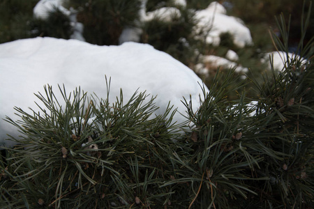 俄罗斯西伯利亚大自然冬季霜冻寒冷的乡村森林泰加雪路家园安静的桥河冰岸冬季景观傍晚反射日