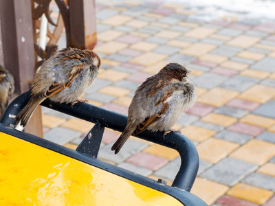 雄性麻雀关闭两只雄性麻雀. 鸟儿在树枝上下雪冬天的霜冻.照片