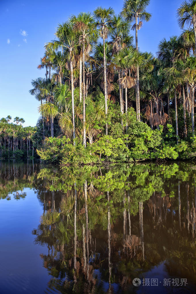 秘鲁桑多瓦尔湖宁静的森林树木倒影