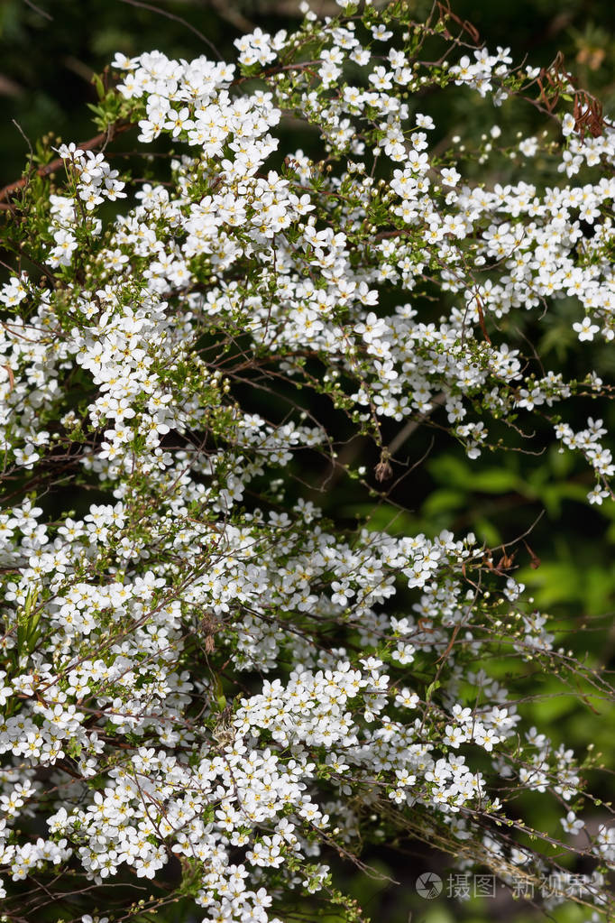 盛开的白色绣球花灌木白色春花特写