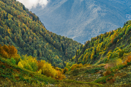 山坡上覆盖着秋天的森林灌木和草本植物. 五彩缤纷的秋天景观.