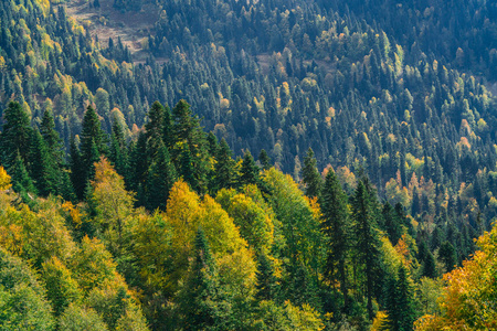 温暖的秋天晴天. 山坡上覆盖着秋天的树林. 森林上空的云.