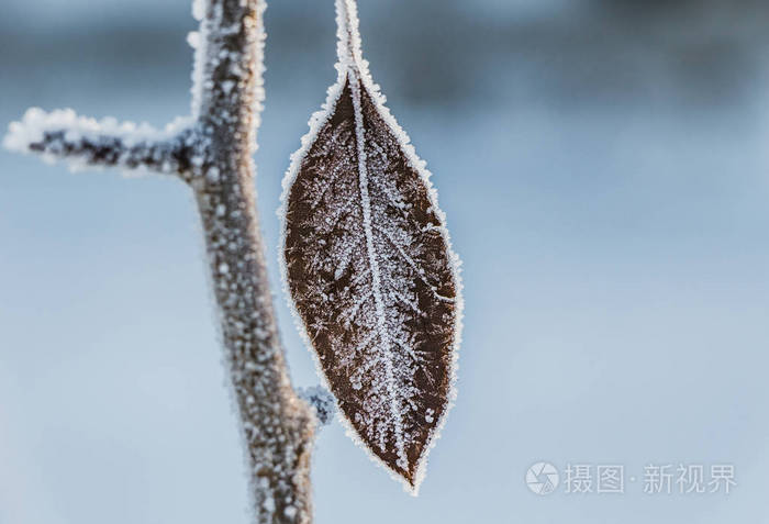 冬天的花园里有一片干燥的棕色冻叶和白雪照片 正版商用图片 摄图新视界