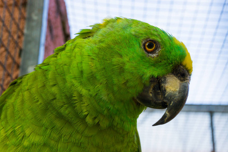 黄冠亚马逊鹦鹉的脸特写，一只来自亚马逊盆地的热带
