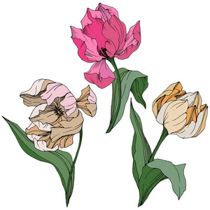 矢量郁金香雕刻水墨艺术。花植物学花。春叶野花。孤立的郁金香插图元素