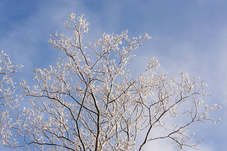 冬天寒冷的日子里有雪的树