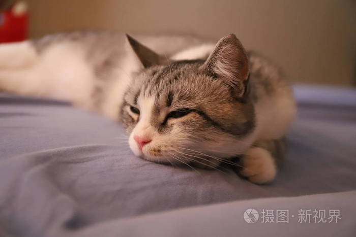 慵懒的灰猫黄眼地躺在床上