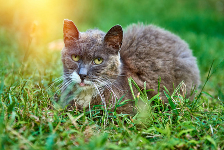 一幅美丽的猫画像贴在草地上图片