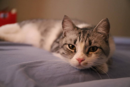 慵懒的的懒猫躺在阳光下慵懒的波斯猫慵懒的的懒猫躺在阳光下慵懒有趣