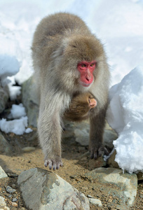 日本猕猴和幼崽靠近天然温泉。 日本猕猴科学名称马卡福斯卡塔也被称为雪猴。 自然栖息地冬季季节。