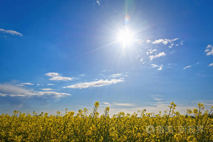 阳光明媚的一天在油菜田上的阳光灿烂