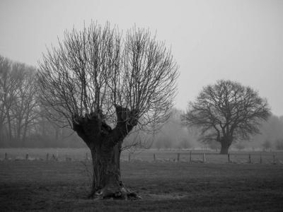 雾蒙蒙的早晨的老树