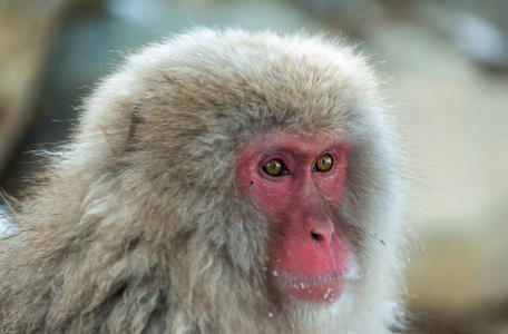 特写日本猕猴的肖像。 日本猕猴科学名称马卡福斯卡塔也被称为雪猴。 自然栖息地冬季季节。