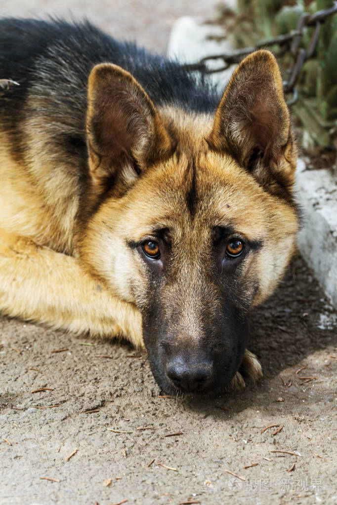 小狗的肖像,专注地注视着镜头照片-正版商用图片16