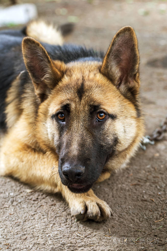 小狗的肖像,专注地注视着镜头照片-正版商用图片16
