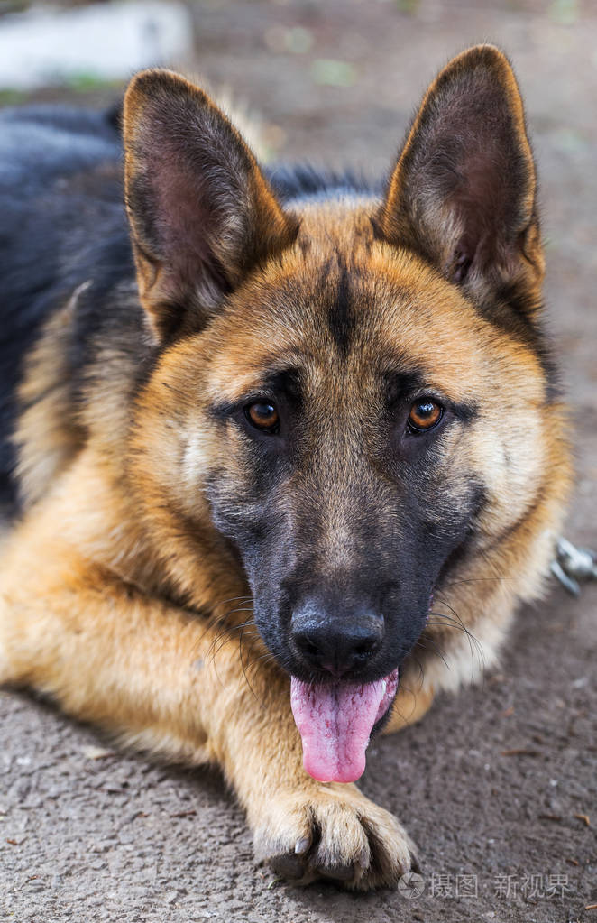 德国牧羊犬,年轻的东欧牧羊犬,草地上的德国牧羊犬,公园里的一只狗