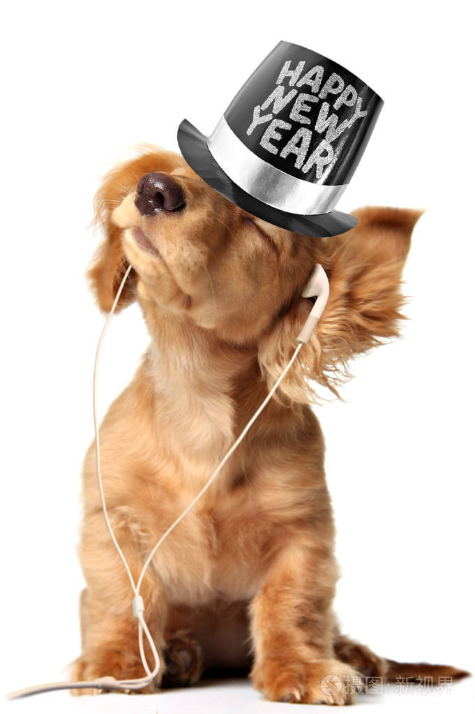 年轻的龙海尔达赫尚德小狗听音乐的头套,并戴着一顶快乐的新年顶帽子.