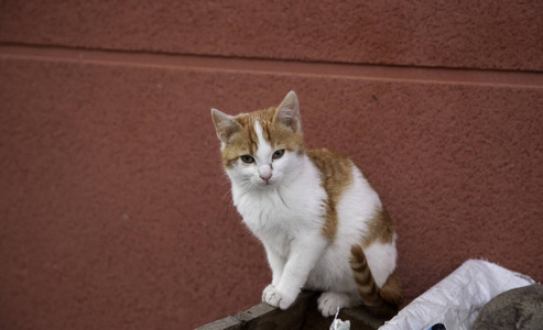 街上遗弃的猫，虐待动物，孤独