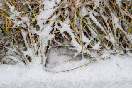 青草覆盖着新鲜的雪。 森林里枯萎的草。 冬天的风景。