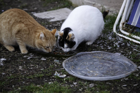 猫被遗弃在街上，动物虐待孤独