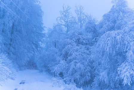 满是白雪覆盖的树木，朦胧的森林