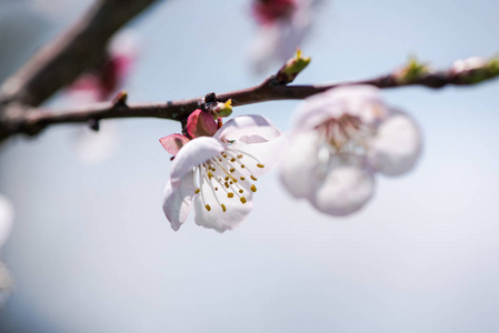 樱花树枝，开满鲜花