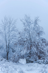 满是白雪覆盖的树木，朦胧的森林