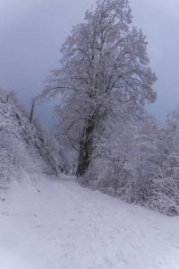 白雪覆盖的树木和树枝