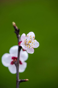 樱花树枝，开满鲜花