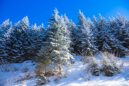 白雪覆盖的树木和树枝图片