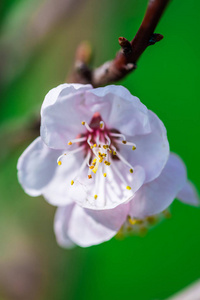 樱花树枝，开满鲜花