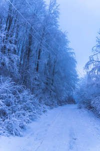 满是白雪覆盖的树木，朦胧的森林