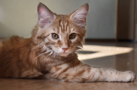 猫是一只可爱的毛茸茸的宠物照片