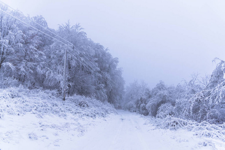 满是雪，覆盖着轮胎痕迹的树木，在朦胧的森林里