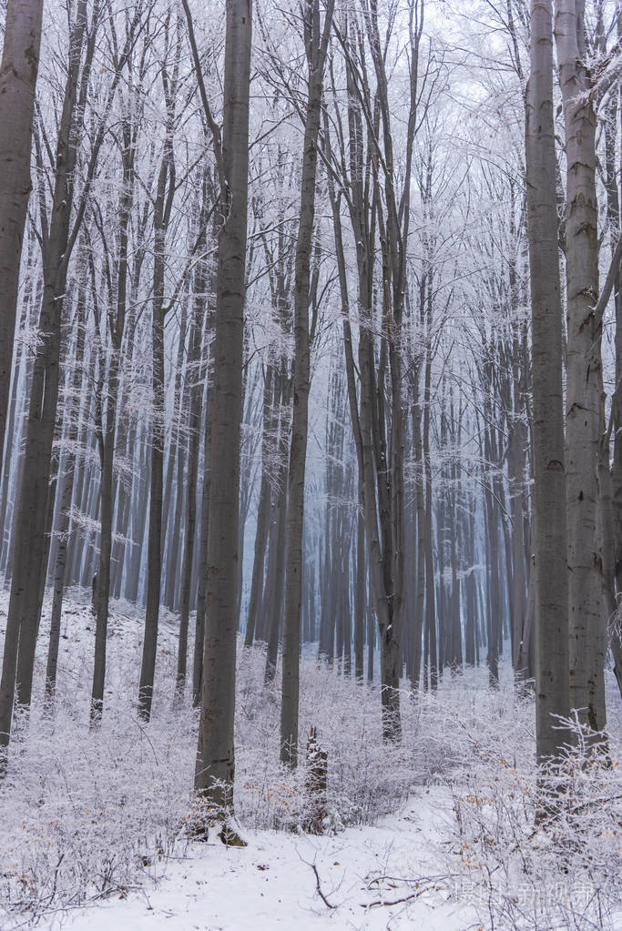 白雪覆盖了白树和树枝