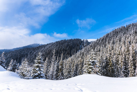 白雪皑皑的杉树在山上，蓝天