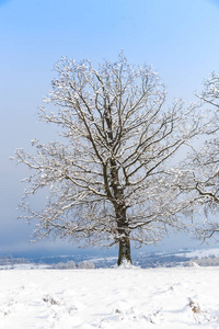 白雪覆盖的树木和树枝