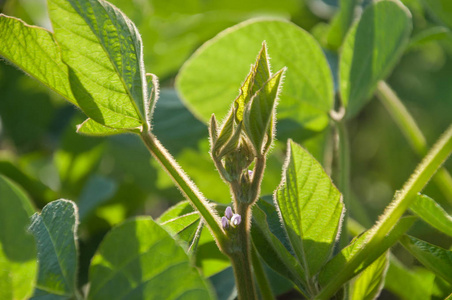 大豆花图片 大豆花素材 大豆花插画 摄图新视界
