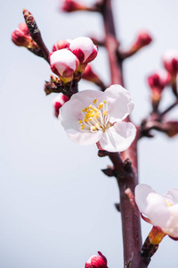 樱花树枝，开满鲜花