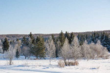 泰加木材在冬天。 冬季泰加。 俄罗斯冬天的西伯利亚木材。