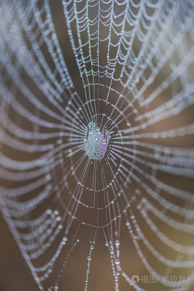 用露珠把蜘蛛网收起来