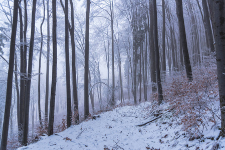 白雪覆盖的树木和树枝