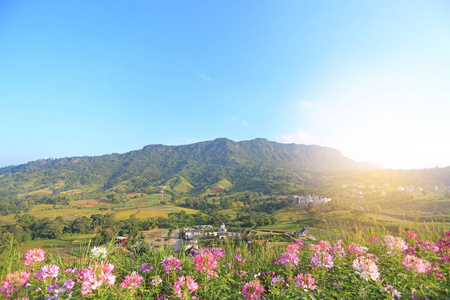 泰国蓝天山村花卉的美丽景观。