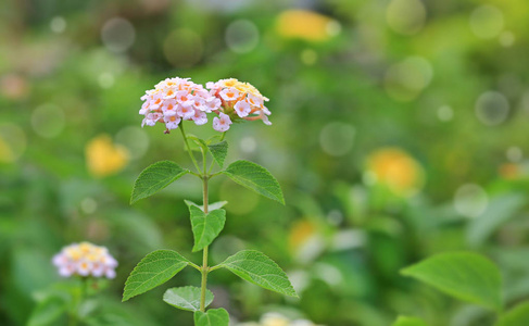 兰塔纳卡马拉花在绿色花园与博克背景。