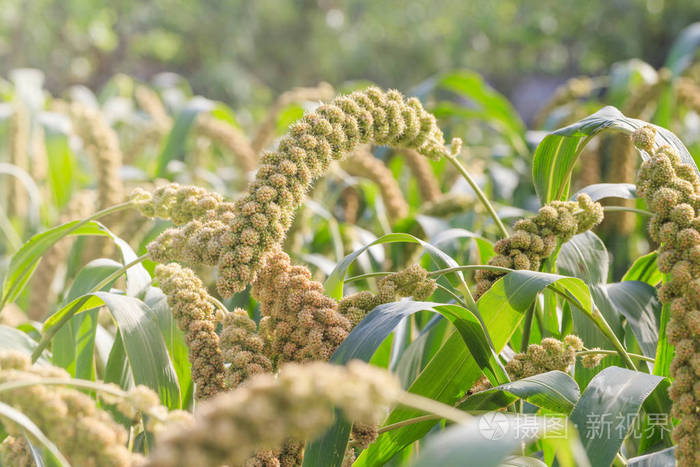 小米生长在田野里