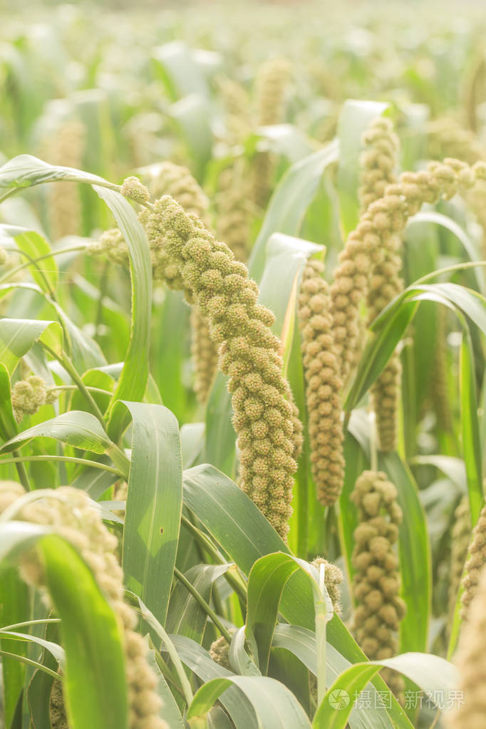 小米生长在田野里