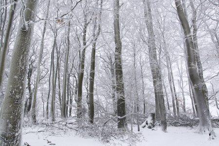德国巴伐利亚寒冷的冬天，树干和树枝被雪覆盖