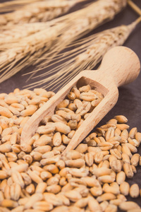 用木勺和黑麦或麦粒耳朵特写谷物种子